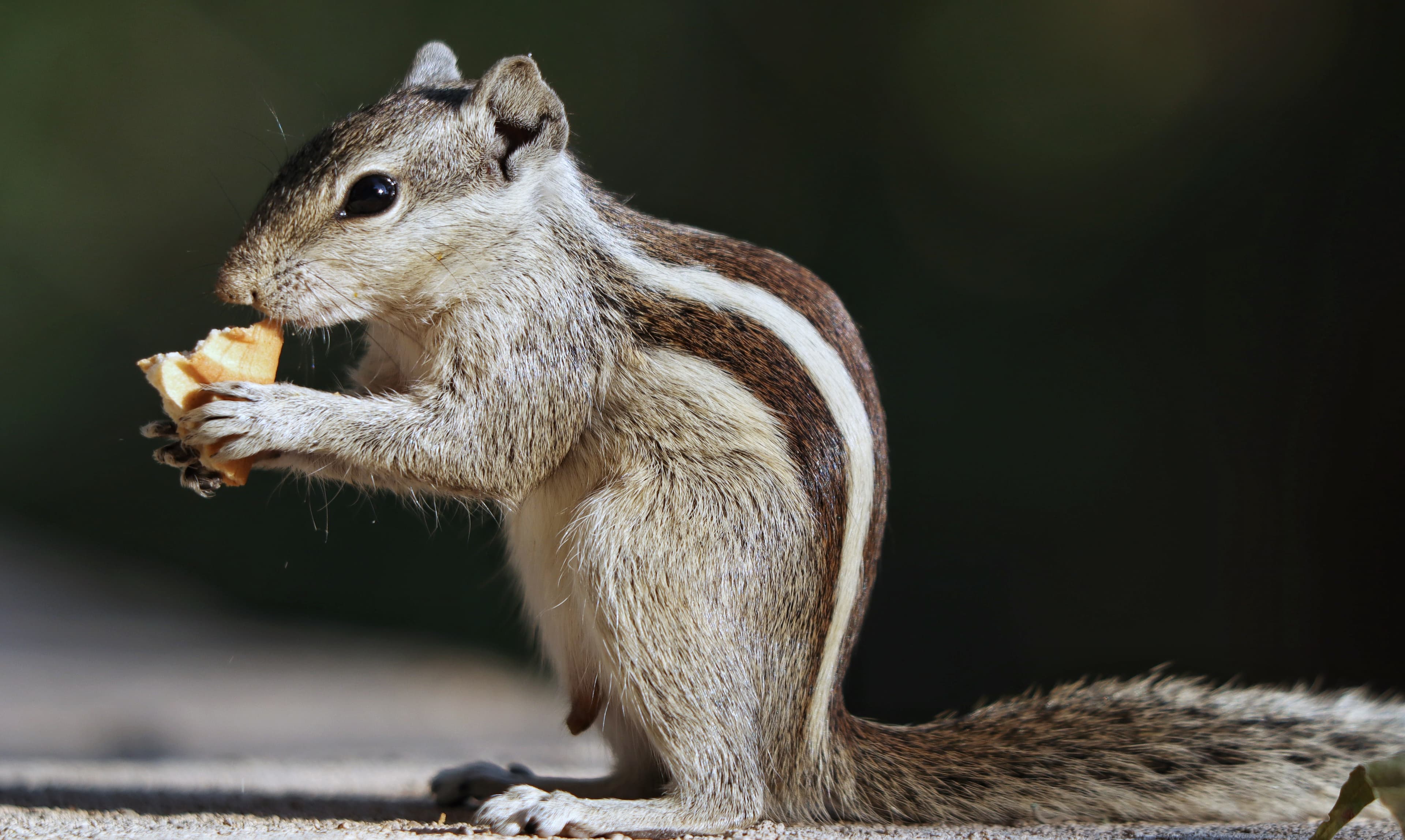 Best Squirrel Removal Toronto