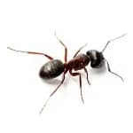 Carpenter Ants