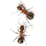 Pavement Ants