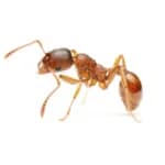 Pharaoh Ants