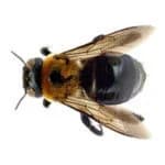 Carpenter Bee / Bumblebee