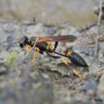 Mud Daubers