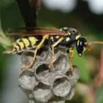 Paper Wasp