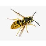 Yellow Jacket Wasp