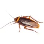 American Cockroach
