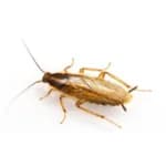 German Cockroach