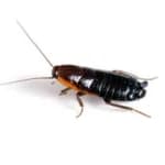 Oriental Cockroach