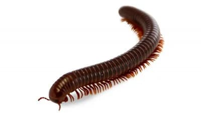 Millipedes