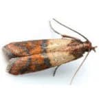 Indian Meal Moth