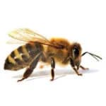 Honey Bee