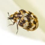 Carpet Beetle