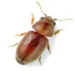 Cigarette Beetle