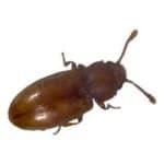 Grain Beetle