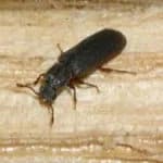 Powder Post Beetle
