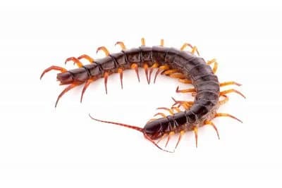 House Centipedes