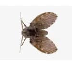 Drain (Moth) Fly