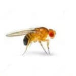 Fruit Fly