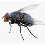 House Fly