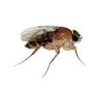 Phorid (Humpback) Fly