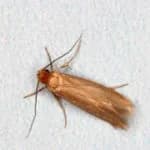 Cloth Moth