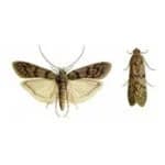 Flour Moth