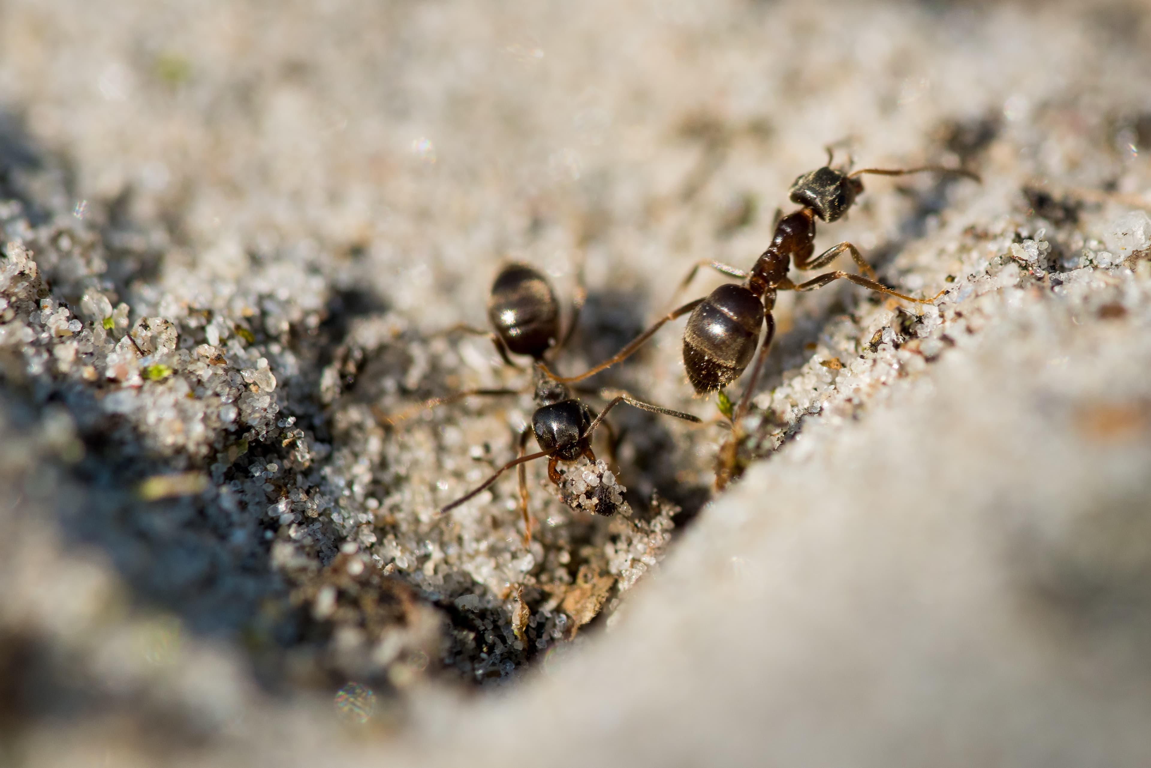 Large Colonies in Toronto homes