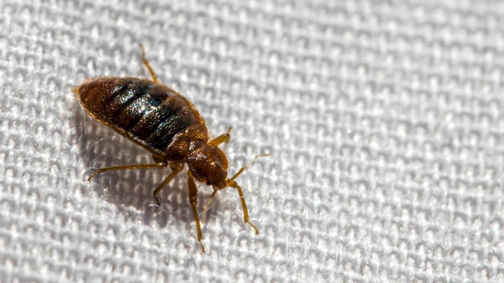 Bat Bugs problem in Toronto homes