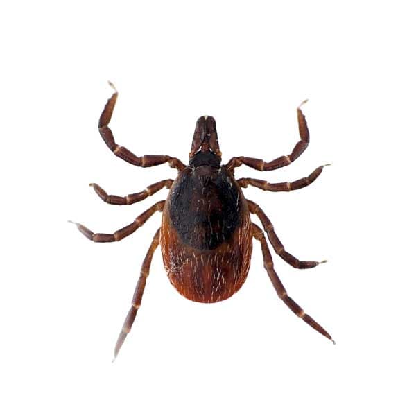 Blacklegged Tick (Deer Tick)