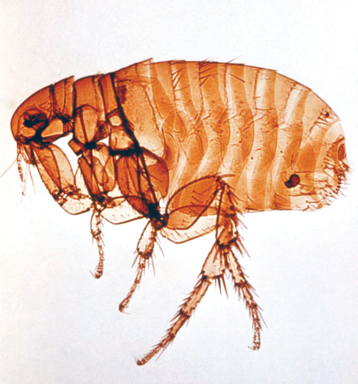 Cat Flea