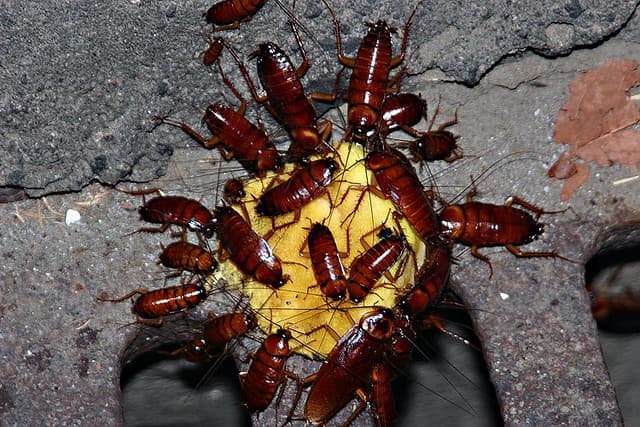 Cockroach damage in homes