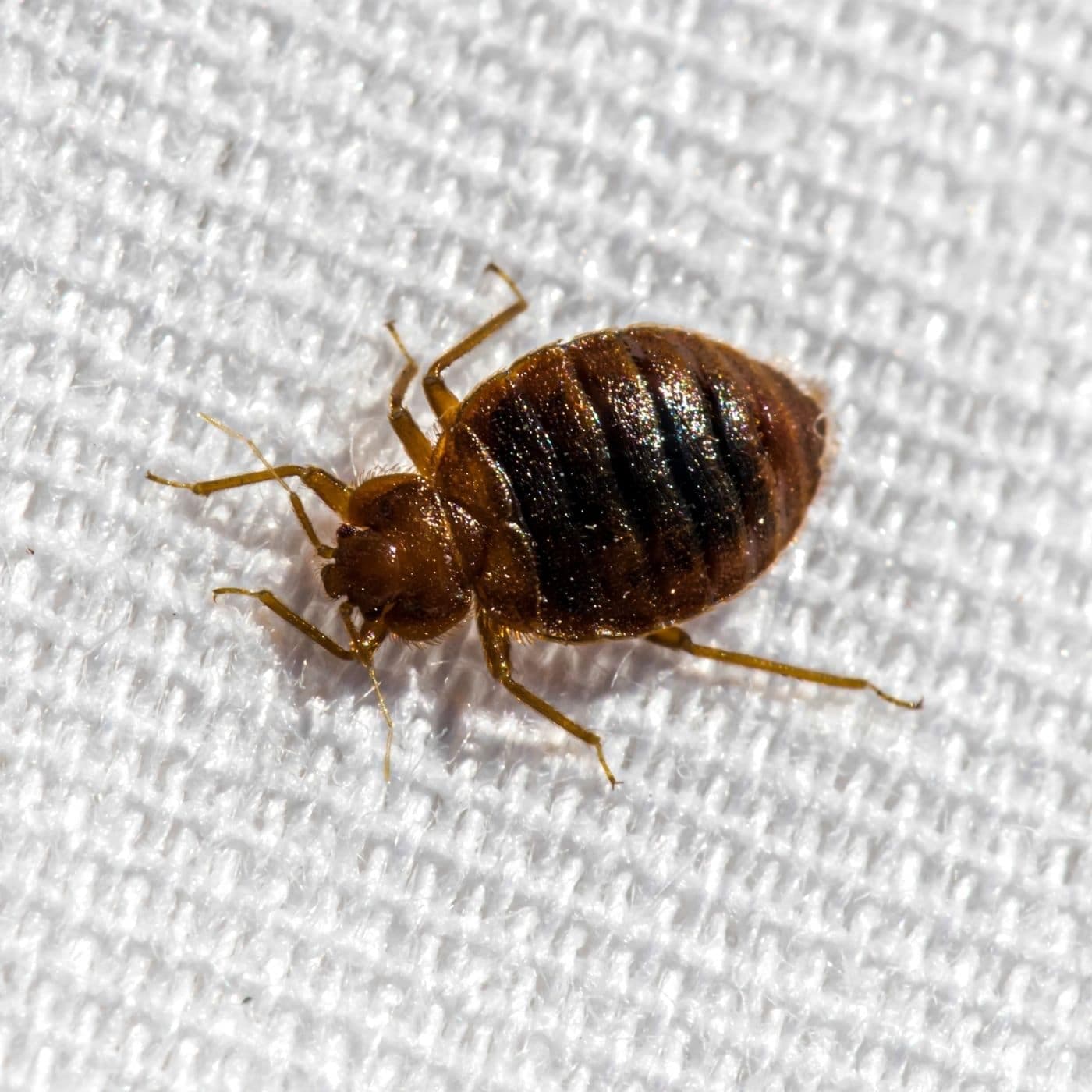 Common Bed Bugs