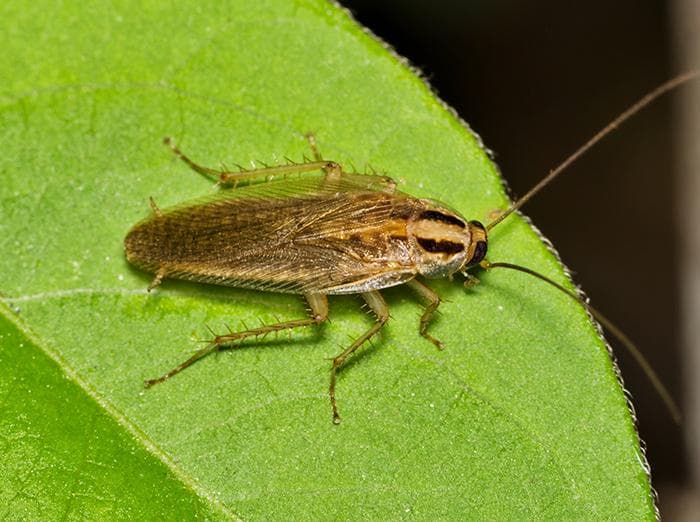 German Cockroach problem in Toronto homes