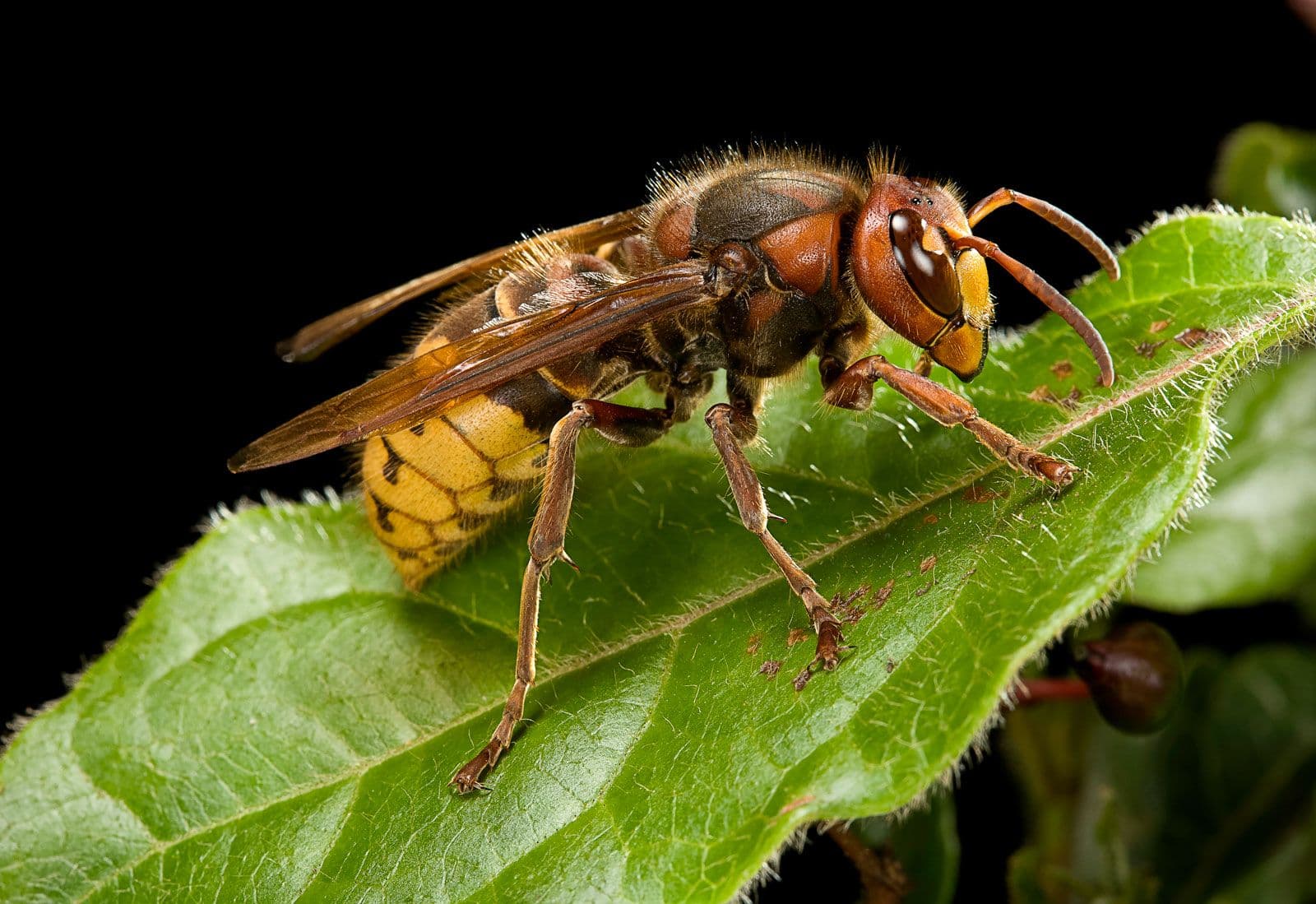 Hornets problem in Toronto homes