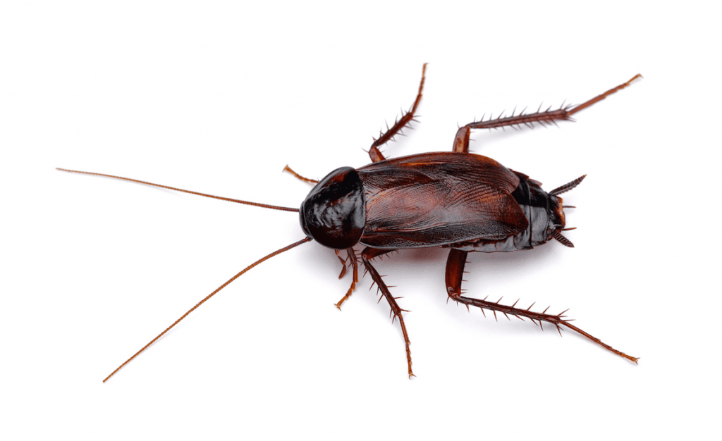 Oriental Cockroach problem in Toronto homes