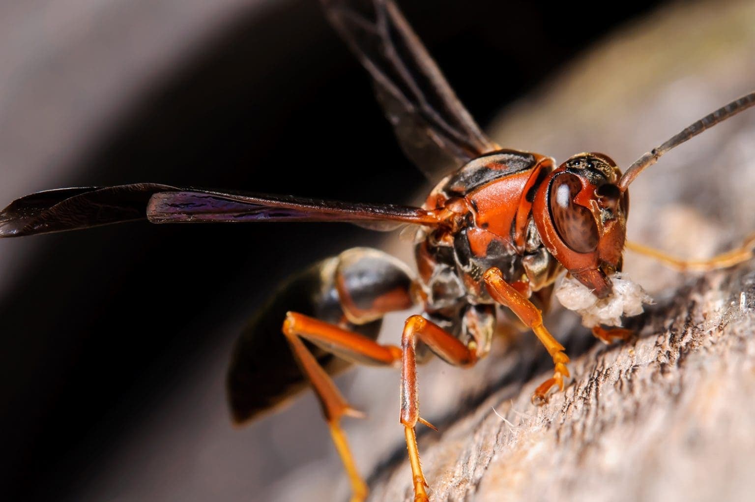 Paper Wasps problem in Toronto homes