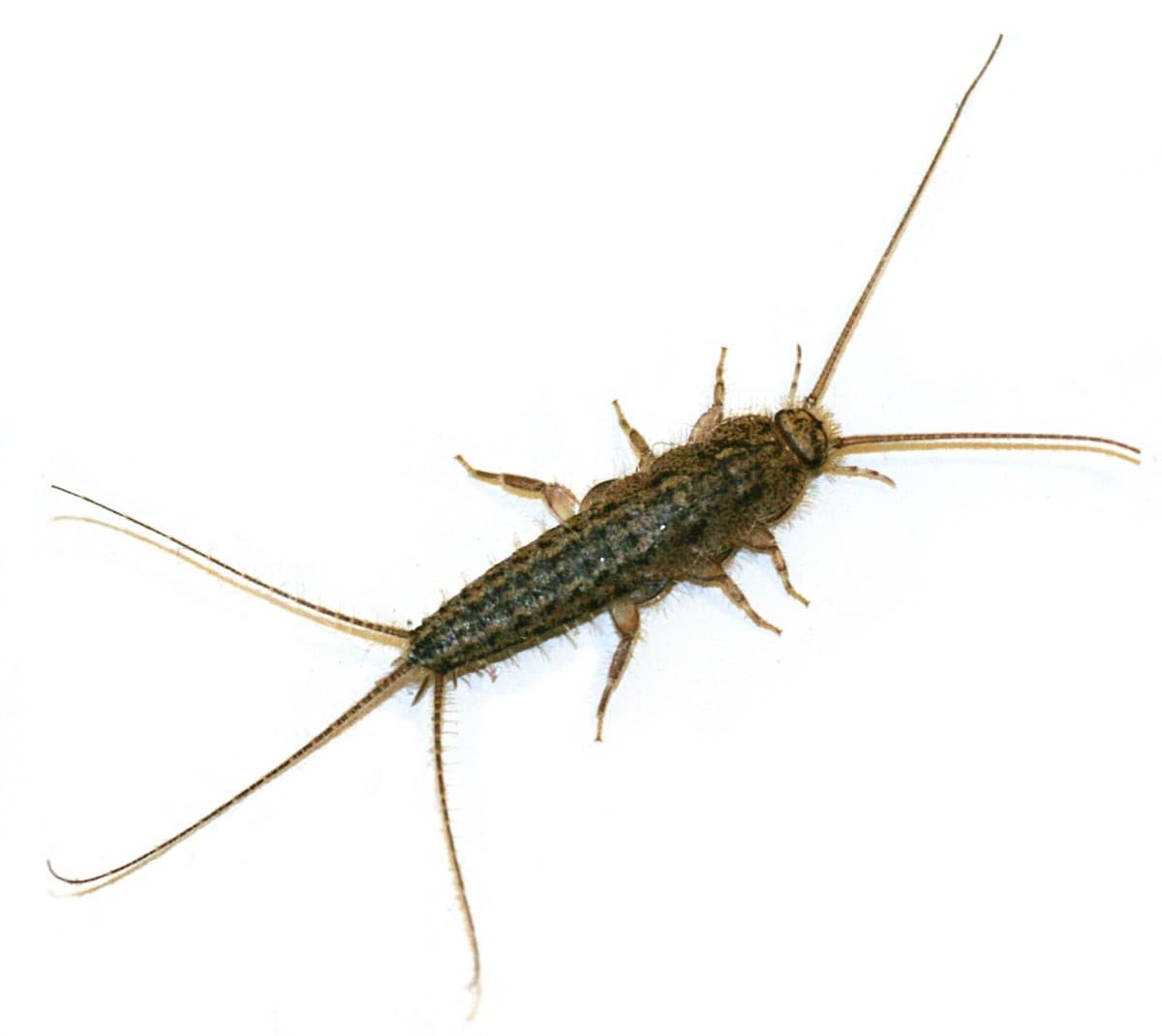 Silverfish