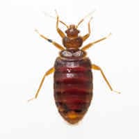 Tropical Bed Bugs