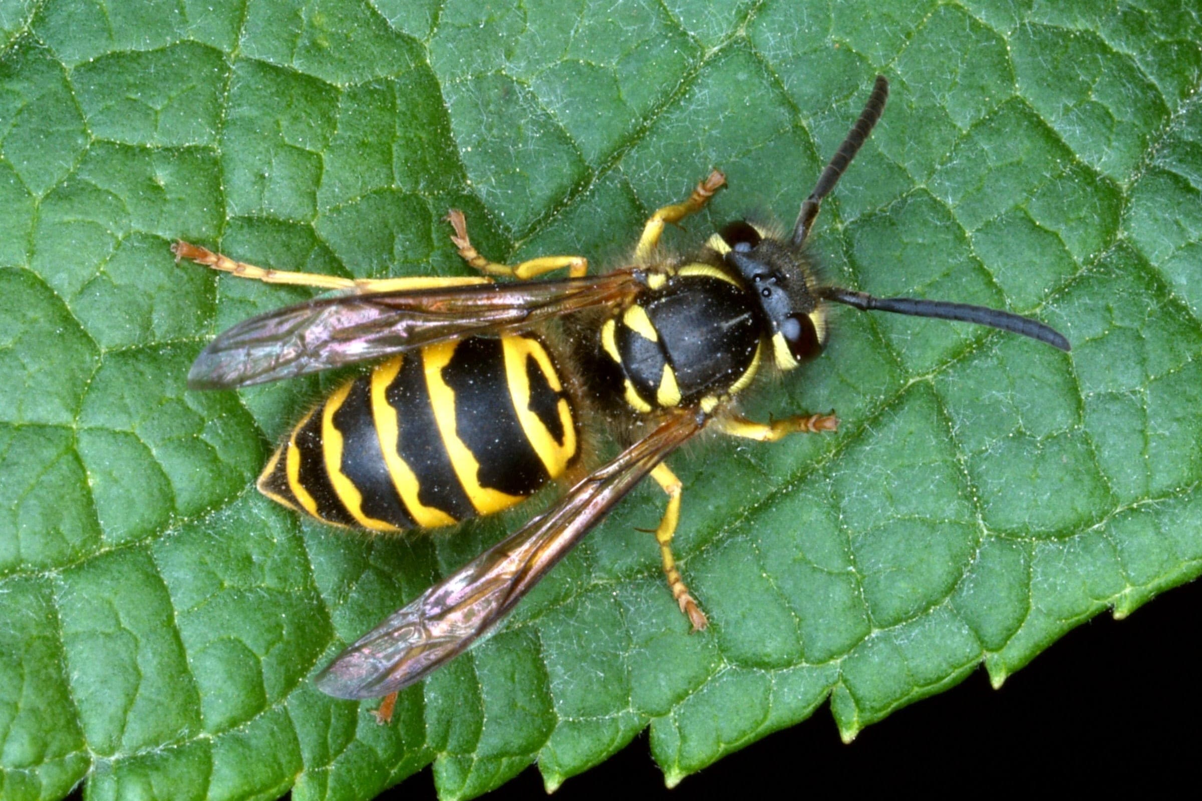 Yellowjackets problem in Toronto homes