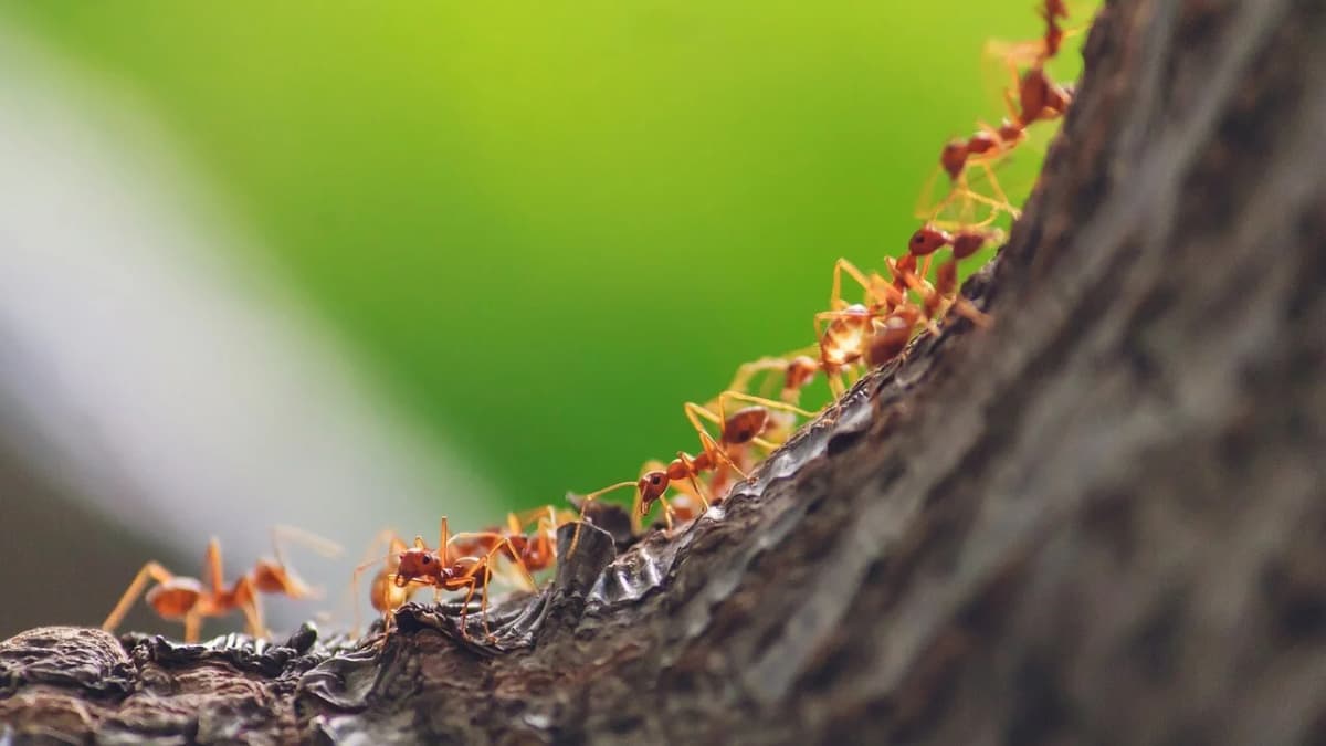 Ant Behavior and Habitat
