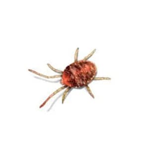 Clover Mites