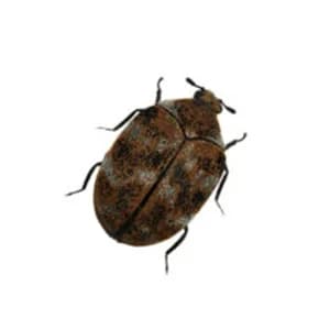 Beetles