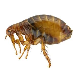 Fleas