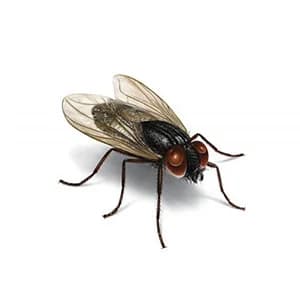 Flies