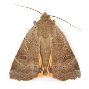 Moths