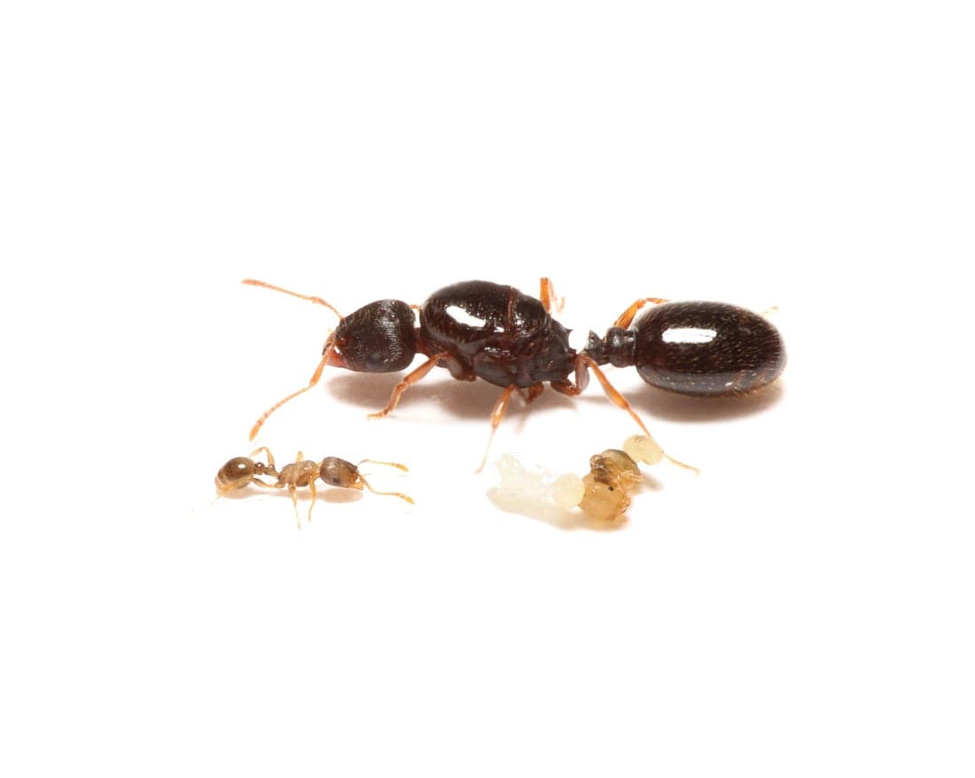 Pavement Ants problem in Toronto homes
