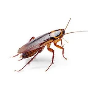 Cockroaches