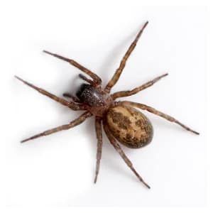 Spiders