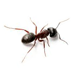 Gallary Ants CP