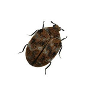 beetle, beetle removal services brampton