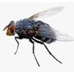 house fly drain control services brampton